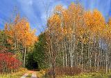 Autumn Birches_23021